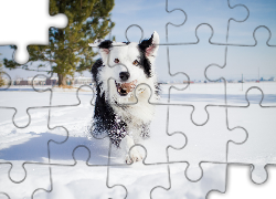 Pies, Border Collie, Zima, Śnieg