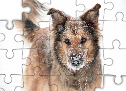 Pies, Suczka, Shila, Kundelek, Zima, Śnieg