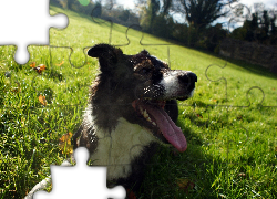 Pies, Wystający, Język, Łąka, Drzewa