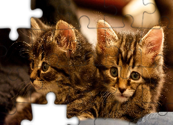 Dwa, Małe, Słodkie, Kocięta