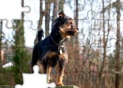 Mały, Pies, Obroża, Medalion, Drzewa