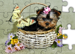 Szczeniak, Koszyk, Kwiatki, Motyl, Yorkshire Terrier