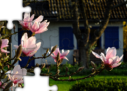 Magnolia, Kwiaty, Dom, Wiosna, Wieś