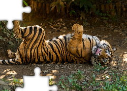 Tygrys, Dziki, Kot, Zwierze, Zoo