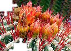 Kwitnący Kaktus, Makro