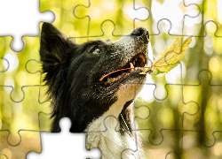 Pies, Liść, Zabawa