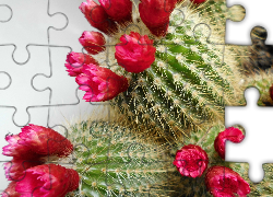 Kaktus, Kwiatki, Roślinka, Pąki