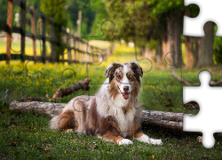 Owczarek australijski-australian shepherd