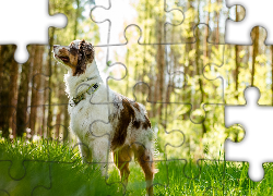 Owczarek australijski-australian shepherd