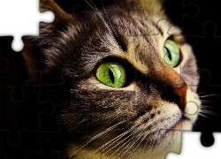 Kot, Zielone, Oczy