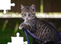 Mały, Kotek, Leżak 
