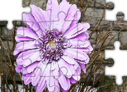 Kwiaty, Gerbera