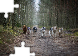 Psy, Bieg, Las, Droga