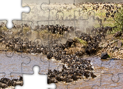 Antylopy, Gnu, Rzeka