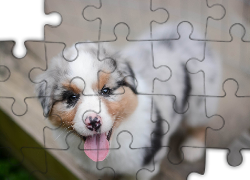 Szczeniak,  Owczarek australijski-australian shepherd