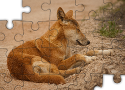 Śpiący, Pies, Dingo