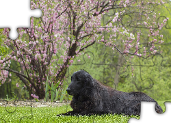 Pies, Leżący, Flat, Coated, Retriever