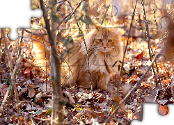 Rudy, Kot, Jesienne, Liście
