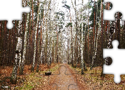 Park, Droga, Drzewa