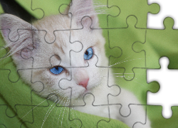 Biały, Niebieskooki, Kot