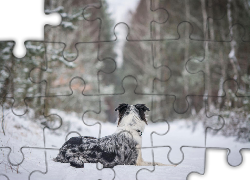 Zima, Pies, Śnieg, Las