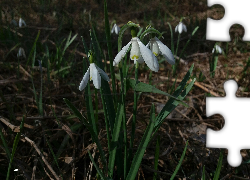 Przebiśniegi