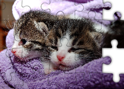 Dwa, Małe, Kotki, Kocyk