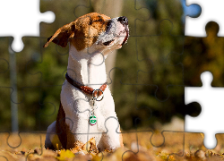 Pies, Jack Russell, Jesień, Liście