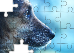 Pies, Shila, Kundelek, Portret