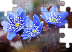Niebieskie, Kwiaty, Przylaszczki