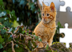 Rudy, Kotek, Skała, Rośliny