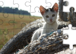 Kot, Spojrzenie, Słoma