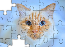 Kot, Rudy, Pyszczek, Zbliżenie