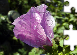 Pączek, Różowego, Hibiskusa, Krople