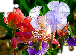 Grafika, Fantazyjne, Irysy