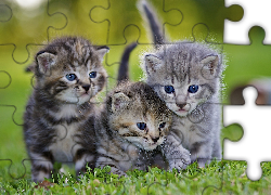 Trzy, Szare, Kotki, Trawa