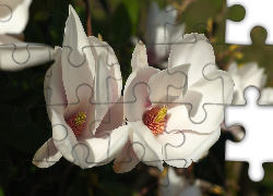 Białe, Kwiaty, Magnolia