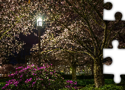 Park, Drzewa, Kwiaty, Latarnia, Noc