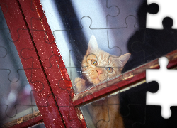 Rudy, Kot, Okno, Szyba