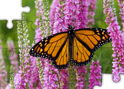 Piękny, Motyl, Monarch, Kwiaty, Ogród