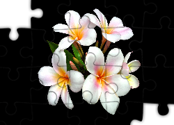 Kwiaty, Plumeria, Biała