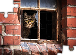 Bury, Kot, Wybite, Okno