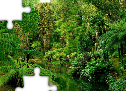 Park, Jeziorko, Roślinność, Palmy, Iglaki, Krzewy