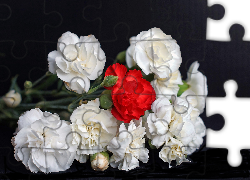 Kwiaty, Goździki, Czerwony, Biały