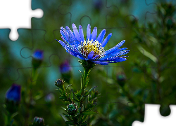 Niebieski, Kwiat, Aster