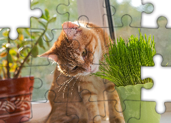 Rudy, Kot, Roślina, Doniczka, Rozmycie