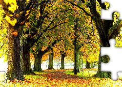 Park, Drzewa, Jesień, Alejka