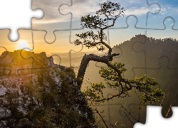 Sosna, Góry, Sokolica, Słońce