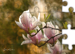 Różowa, Magnolia, Krzew