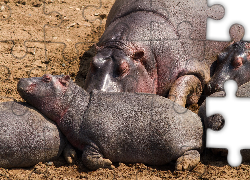 Śpiące, Hipopotamy